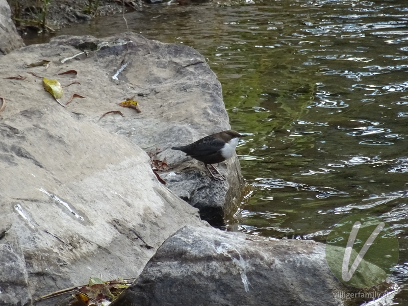 Wasseramsel: Übersicht